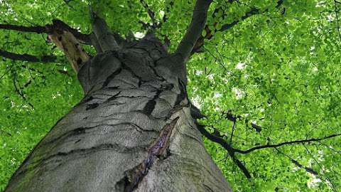 Ace Tree Service LLC Ace Tree Service LLC